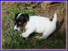 Jack Russell Terrier Puppies for sale