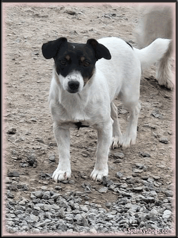 Maxine - upcoming Jack Russell Terrier female at Spankys Dogs