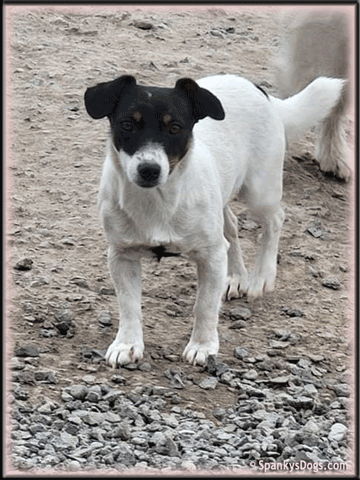 Maxine - Jack Russell Terrier female at Spankys Dogs