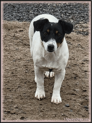 Maxine - upcoming Jack Russell Terrier female at Spankys Dogs