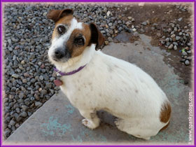 Rizzo, asking if she can go out in Collbran Colorado