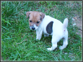 Jack Russell Terrier Puppies for sale