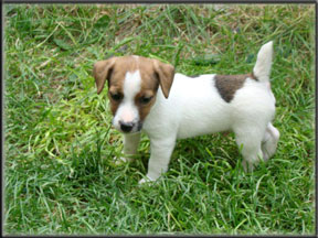 Jack Russell Terrier Puppies for sale