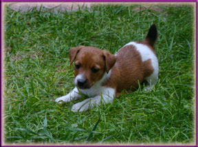 Jack Russell Terrier Puppies for sale