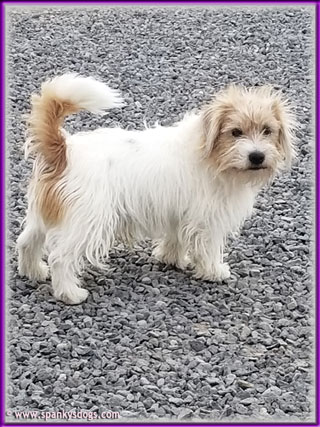 Rocky, Jack Russell Terrier stud dog at Spanky's Dogs