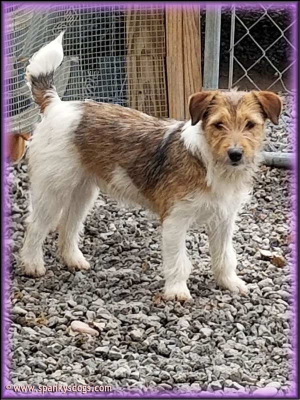 Spanky S Jack Russell Terrier Puppies For Sale Start With Awesome Jrt Moms