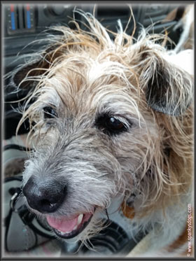 Rylee, Colorado Jack Russell Terrier Puppy mom