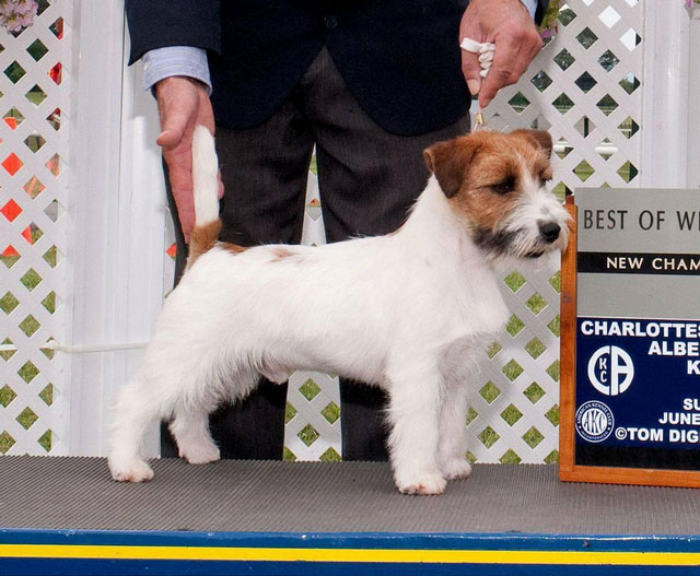 Spanky's Jack Russell Terrier puppies for sale UKC and AKC registered