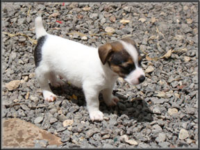 Jack Russell Terrier Puppies for sale