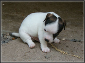 Jack Russell Terrier Puppies for sale