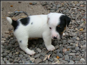 Jack Russell Terrier Puppies for sale