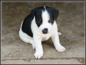 Jack Russell Terrier Puppies for sale