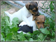 Jack Russell Terrier Puppies - shortys for sale