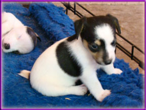 Jack Russell Terrier Puppies for sale