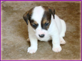 Jack Russell Terrier Puppies for sale