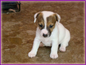 Jack Russell Terrier Puppies for sale