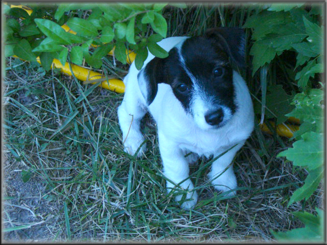 DSC09330_2pups